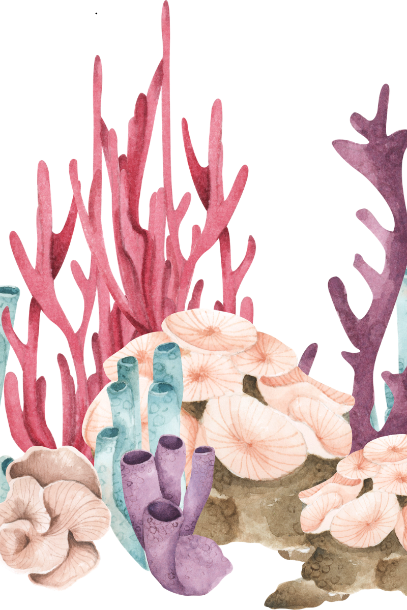 Turning Tides: How Your Daily Rituals Are Saving Our Coral Reefs