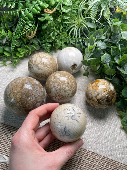 Fossilized Coral Sphere